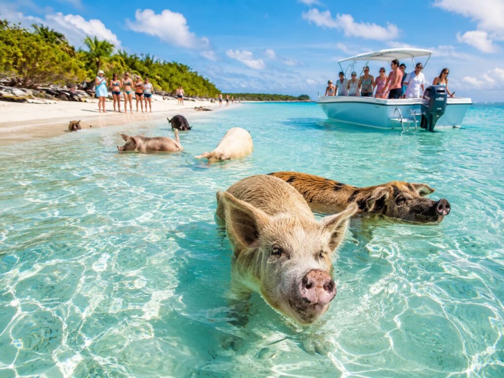 Top Nassau Tours for Sun, Sea and Swimming Pigs
